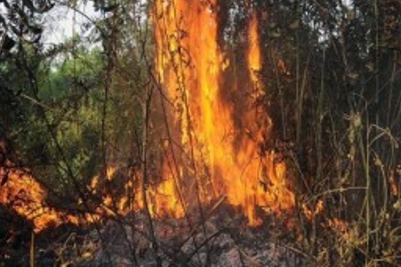 Kebakaran hutan dan lahan PT Kurnia Subur, Provinsi Riau. - Foto setkab.go.id